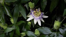 とけいそう（時計草）Passiflora caerulea (2)