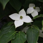 やまぼうし （山法師、山帽子）Benthamidia japonica (2)