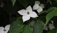 やまぼうし （山法師、山帽子）Benthamidia japonica (2)