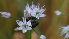 のびる （野蒜）Allium macrostemon (3)