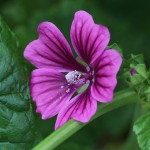 ぜにあおい（銭葵）Malva sylvestris var. mauritiana