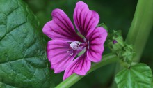 ぜにあおい（銭葵）Malva sylvestris var. mauritiana