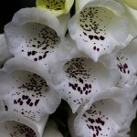 ジキタリス　Digitalis L. (2)