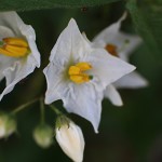 わるなすび（悪茄子）Solanum carolinense