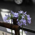 アガパンサスAgapanthus (5)