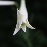 ユリ（百合）Lilium (5)