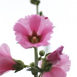 たちあおい （立葵）Althaea rosea (4)