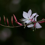 はくちょうそう （白蝶草 ）Gaura lindheimeri (4)