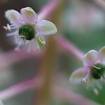 アメリカやまごぼう（亜米利加山牛蒡）Phytolacca americana (3)