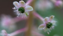 アメリカやまごぼう（亜米利加山牛蒡）Phytolacca americana (3)