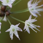 のびる （野蒜）Allium macrostemon (2)
