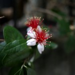 フェイジョアの実 Feijoa sellowiana (1)