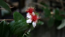 フェイジョアの実 Feijoa sellowiana (1)