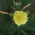 おおまつよいぐさ大待宵草）Oenothera erythrosepala (1)