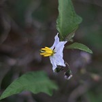 わるなすび（悪茄子）Solanum carolinense (2)