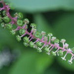 アメリカやまごぼう（亜米利加山牛蒡）Phytolacca americana