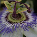 とけいそう（時計草）Passiflora caerulea (3)