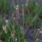 へらおおばこ（箆大葉子）Plantago lanceolata (4)