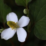 どくだみ（蕺草）Houttuynia cordata (1)