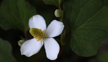 どくだみ（蕺草）Houttuynia cordata (1)