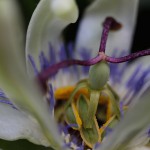 とけいそう（時計草）Passiflora caerulea (4)