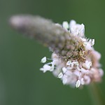 へらおおばこ（箆大葉子）Plantago lanceolata (3)