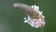 へらおおばこ（箆大葉子）Plantago lanceolata (3)