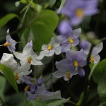 つるはななす（蔓花茄子）Solanum jasminoides (2)