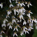 ゆきのした（雪の下）Saxifraga stolonifera (2)