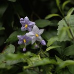 つるはななす（蔓花茄子）Solanum jasminoides (4)