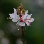 はくちょうそう （白蝶草 ）Gaura lindheimeri (3)