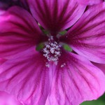 ぜにあおい（銭葵）Malva sylvestris var. mauritiana (2)