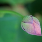 はす（蓮）Nelumbo nucifera (14)