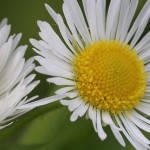 ひめじょおん（姫女苑）Erigeron annuus (1)