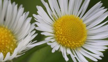 ひめじょおん（姫女苑）Erigeron annuus (1)