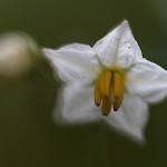 わるなすび（悪茄子）Solanum carolinense (4)