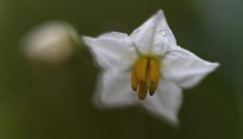 わるなすび（悪茄子）Solanum carolinense (4)