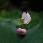 はす（蓮）Nelumbo nucifera (16)