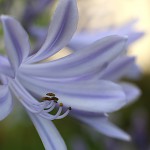 アガパンサスAgapanthus (3)