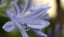 アガパンサスAgapanthus (3)