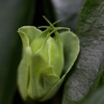 とけいそう（時計草）Passiflora caerulea (1)