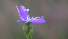 ききょうそう（桔梗草）Triodanis perfoliata (3)