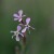 しろばなまんてま（白花マンテマ）Silene gallica var. gallica (3)