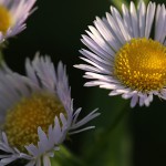 ひめじょおん（姫女苑）Erigeron annuus