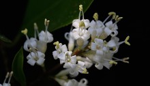 とうねずみもち （唐鼠黐）Ligustrum lucidum (4)