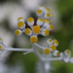 しろたえぎく（白妙菊）Senecio cineraria (1)