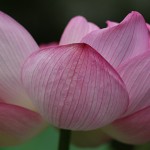 はす（蓮）Nelumbo nucifera (1)