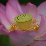 はす（蓮）Nelumbo nucifera (11)