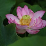 はす（蓮）Nelumbo nucifera (8)