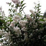 うつぎ（空木）Deutzia crenata (2)